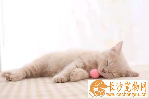 猫绝育手术价格 猫咪绝育两点因素决定价格