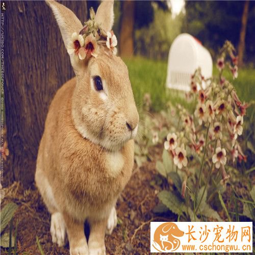 兔子生病的症状 宠物兔子感冒的症状