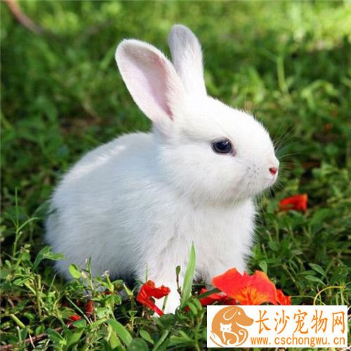 兔子拉肚子了怎么办 宠物兔子拉肚子的原因