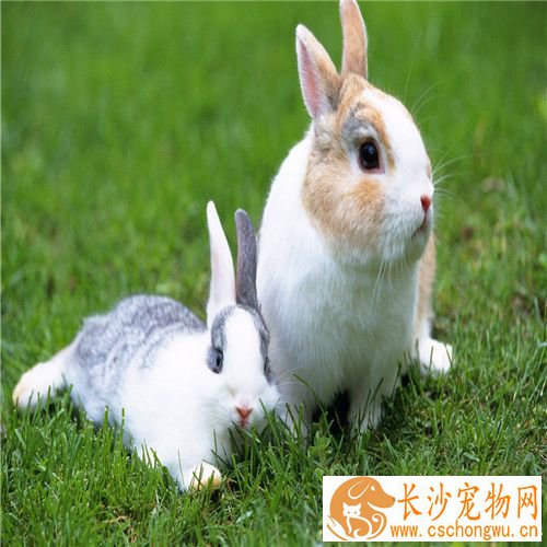 兔子鼻炎症状 宠物兔子鼻炎的临床症状