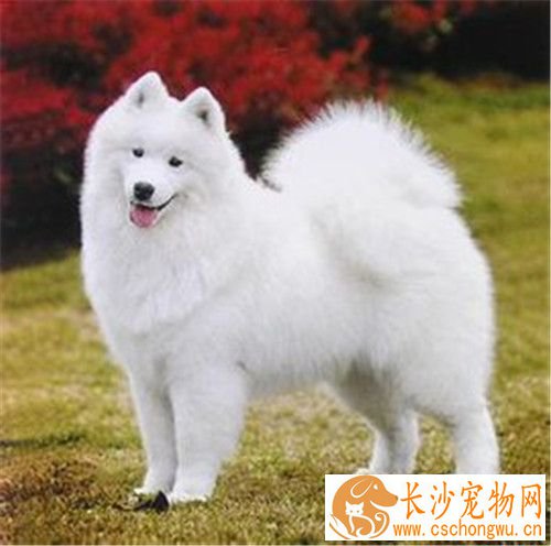 萨摩耶犬特征 萨摩犬颈部结实肌肉发达