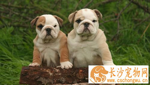 英国斗牛犬常见疾病 常见的几种斗牛犬疾病