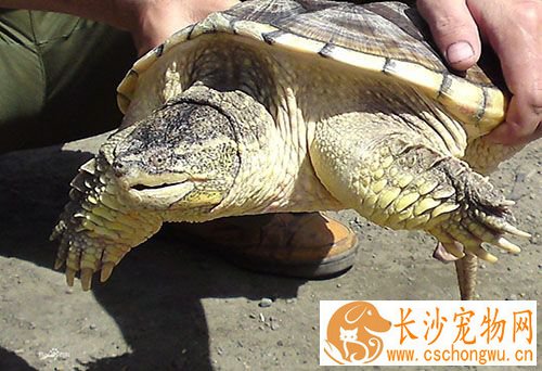 鳄龟苗不吃东西 首先找到不吃食物的原因