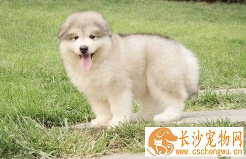 怎么测试阿拉斯加雪橇犬得了犬瘟 犬瘟的症状表现