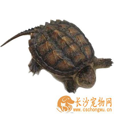鳄龟拉稀怎么办 水温调整到28-30摄氏度