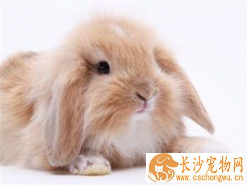 垂耳兔拉肚子怎么办 兔子拉肚子的原因