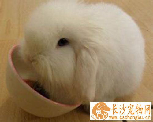 垂耳兔突然死了 兔子频临死亡的表现