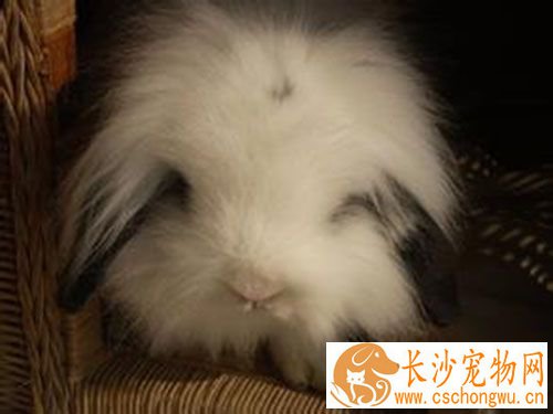 垂耳兔要打疫苗吗 兔兔打疫苗需要注意事项