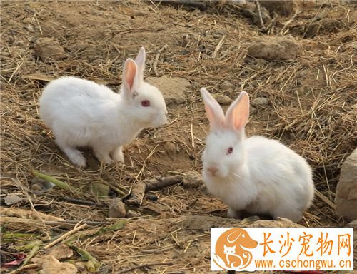 兔子中耳炎怎么治疗 怎样预防兔子不患耳疾