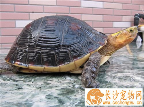 黄缘龟皮肤病 治疗方法以及饲养的注意事项