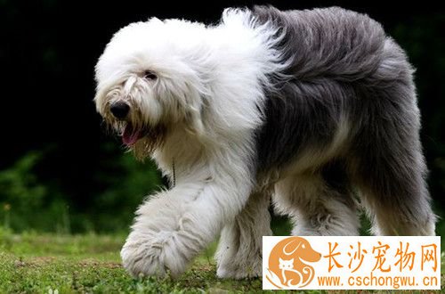 古代英国牧羊犬掉毛程度 形态特征及背毛情况