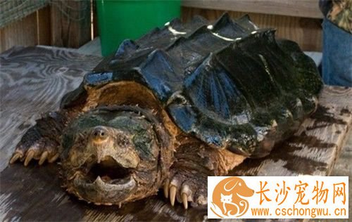 鳄龟肠胃炎怎么办 鳄龟肠胃炎的防治措施