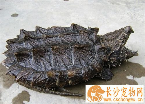 鳄龟拉肚子怎么办 鳄龟拉肚子的主要原因