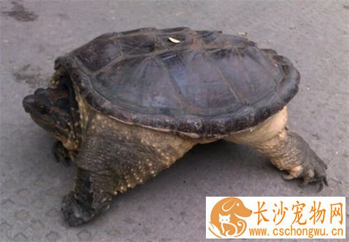 鳄龟肠炎怎么办 治疗肠胃炎应加入少量的黄连素