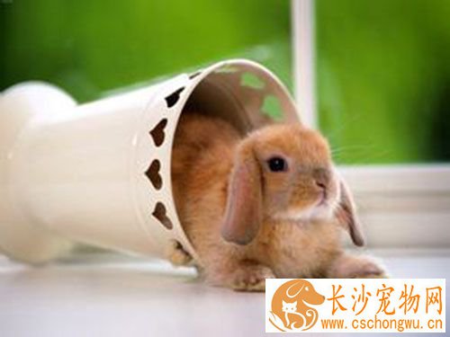 狂犬疫苗没按时打 狂犬疫苗什么时候打