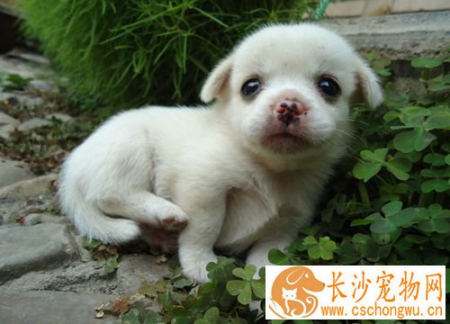 细小和犬瘟的区别 两者临床表现有哪些不同
