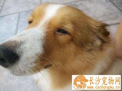 狂犬疫苗要打多少针  咬伤后预防需要五针