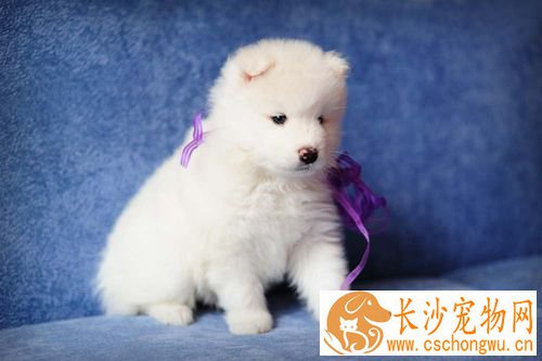 细小犬瘟症状 临床表现以及怎样预防