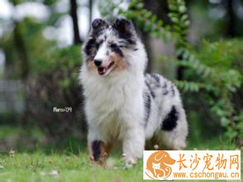 狂犬疫苗的注射部位 狂犬病疫苗禁止臀部肌肉注射
