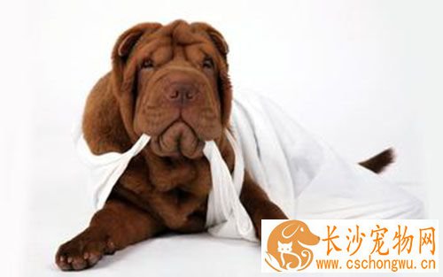 医院有狂犬疫苗吗 狂犬疫苗伤口处理注意事项