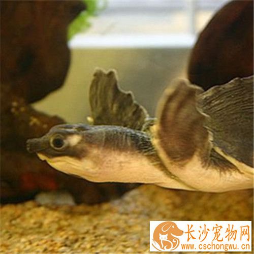 猪鼻龟背上有白斑 猪鼻龟常见的疾病
