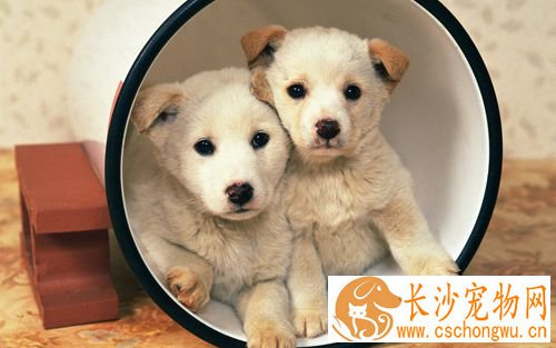 细小病毒用什么消毒 细小病毒多发于幼犬