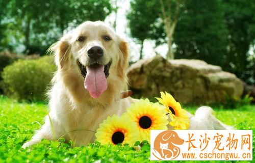 成犬会得细小吗 成犬细小的症状表现有哪些