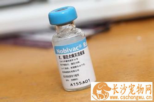 狂犬疫苗的症状 偶尔有部分人会出现皮疹