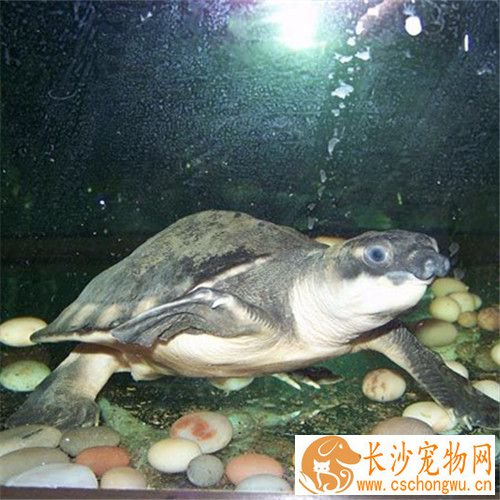 猪鼻龟背甲出血 猪鼻龟常见的疾病有哪些