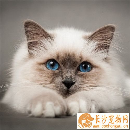 猫咪拉稀带血 猫咪拉稀带血的三种主要原因