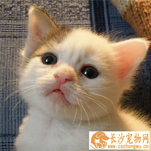 为什么要给猫做绝育 猫绝育后的护理和绝育误区