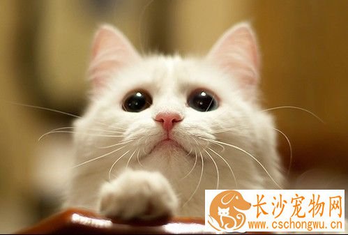 猫死了怎么办 可以交由宠物医院处理