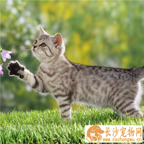 怎么去除猫身上的跳蚤 用齿密的梳子梳理毛发