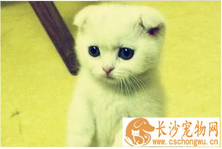 猫多大做绝育手术 建议在5到6月龄时实施