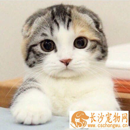 猫传染性鼻气管炎 猫传染性鼻气管炎症状