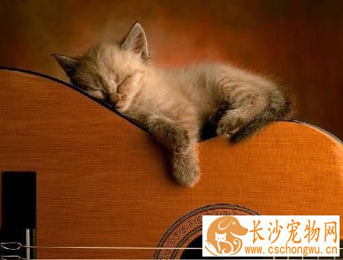 猫咪吐了怎么办 根据呕吐状况来选择治疗方法