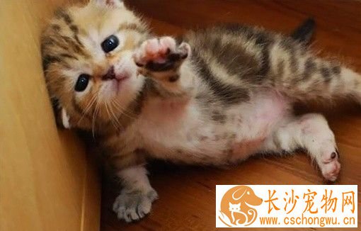 猫做绝育手术多少钱 医疗费大概在100到150左右