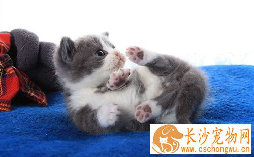 猫肠胃炎的症状 猫肠胃炎发病原因及治疗方法