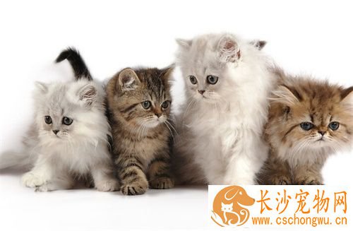 猫身上的寄生虫 预防感染寄生虫需要注意事项