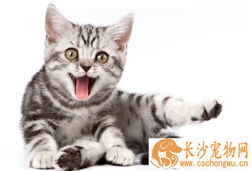 猫过敏的症状 猫咪过敏症的预防和治疗