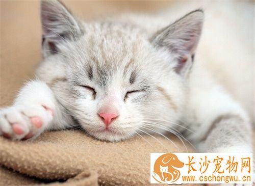 猫什么时候做绝育 猫做绝育后会有什么影响