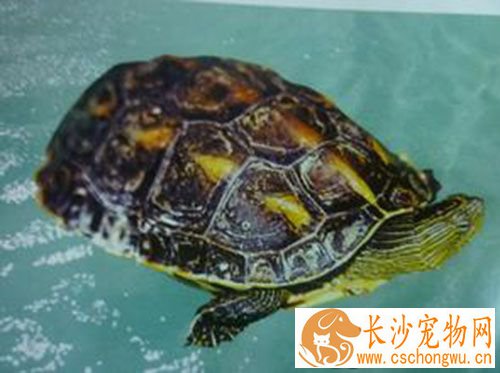 中华草龟常见疾病 八种中华草龟常见疾病预防