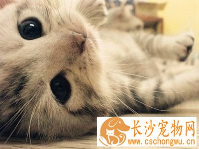 幼猫什么时候打疫苗 60日龄后能进行疫苗注射