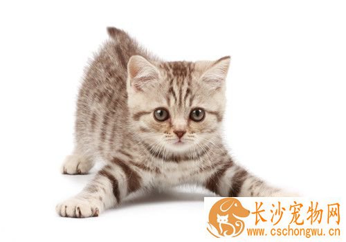 猫咪耳螨症状 猫患有耳螨的处理方法