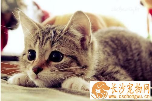 母猫绝育手术多少钱 绝育手术价格在500左右