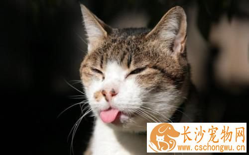 猫咪什么时候做绝育 猫咪绝育的风险来自哪里