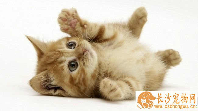 猫咪绝育的好处 能够减少流浪宠物的数量