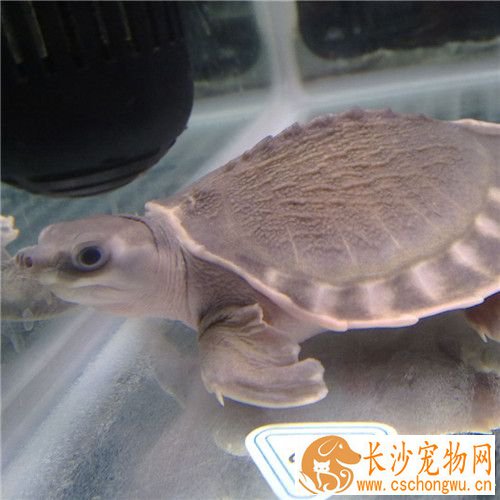 猪鼻龟腐皮怎么治疗 猪鼻龟腐皮的治疗方法