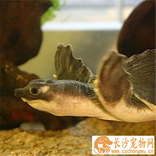 猪鼻龟水肿 口服阿莫西林或安必仙或头孢