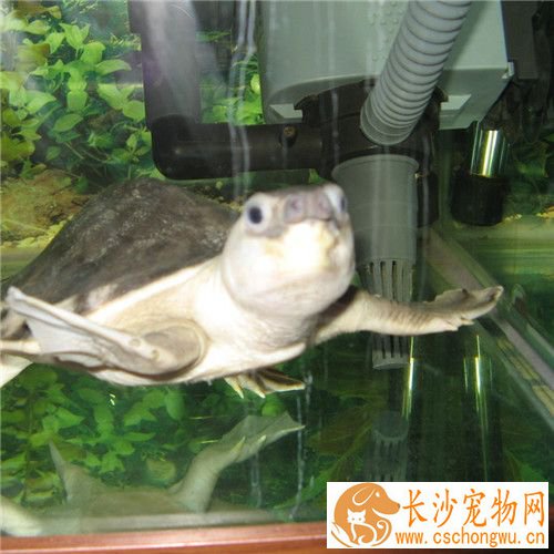 猪鼻龟掉皮 如果是白色透明的掉皮须属于正常现象